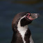 Humboldt Penguin