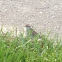 Chipping Sparrow