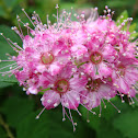 Japanese spiraea