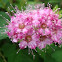Japanese spiraea