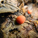 Wolf's Milk Slime