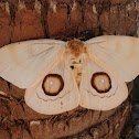 Saturniid Moth