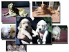 Perros Golden Hermosos
