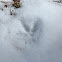 Wild Turkey