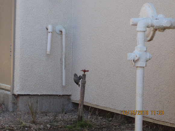 Spotting Image 1