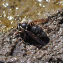 Baldfaced Hornet