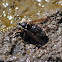 Baldfaced Hornet