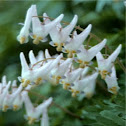 Dutchmans breeches