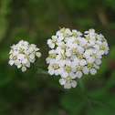 Achillea