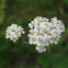 Achillea