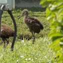 Limpkin (young)