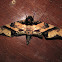 Mango Hawkmoth