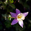 Colorado Blue Columbine