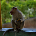 monkey
