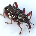 Weevil