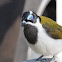 Blue - faced honeyeater