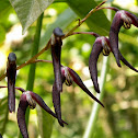 Orquídea epifita