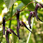 Orquídea epifita