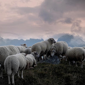 The Sheep and his disciples by Gilles Ferrier - Landscapes Prairies, Meadows & Fields