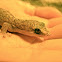 Marbled gecko
