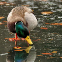 Mallard