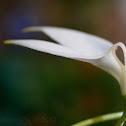 Snowbird orchid