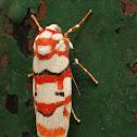 Moth