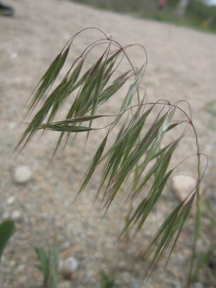 Spotting Image 1