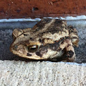 Western Toad