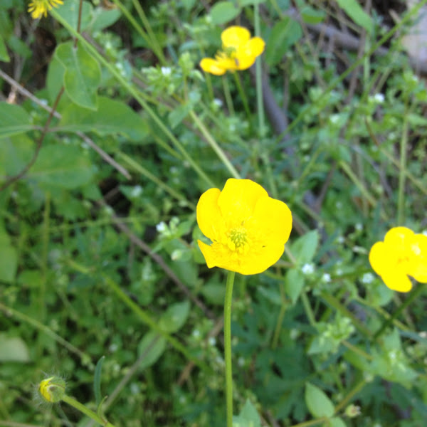 Bulbous Buttercup Project Noah