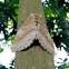 moth