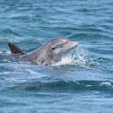 Bottlenose dolphin
