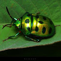 metallic shield bugs