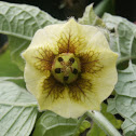 Ground Cherry