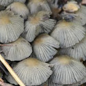 Corprinellus disseminatus