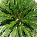 Sago Palm