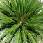 Sago Palm