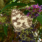 Marbled White