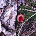 Scarlet elf cup