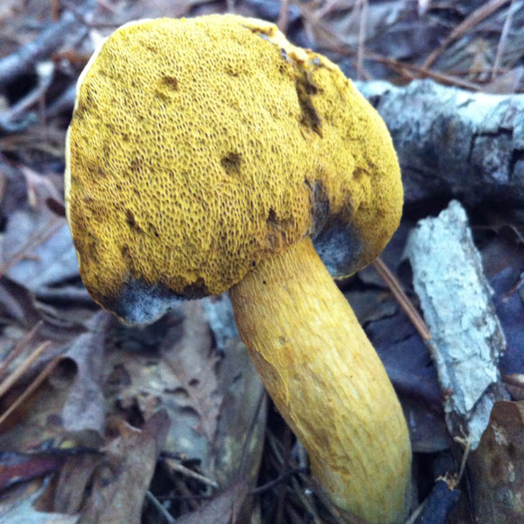 Spotting Image 1