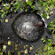 Chicken turtle