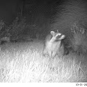 Raccoon