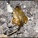 Mutated Frog?? (What kind?)