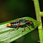 Rove beetle