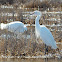 Snowy Egret