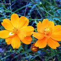 Cosmos