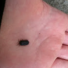 Pillbug