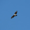 Short-toed eagle