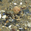 Hermit Crab