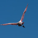 Roseate Spoonbill
